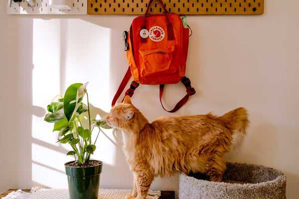 orange tabby cat on black and gray concrete table