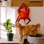 orange tabby cat on black and gray concrete table