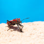 brown and black insect on brown sand during daytime