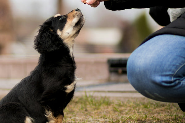 person in blue denim jeans holding black and white short coated small dog