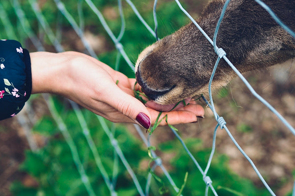 brown and black animal on gray metal fence during daytime