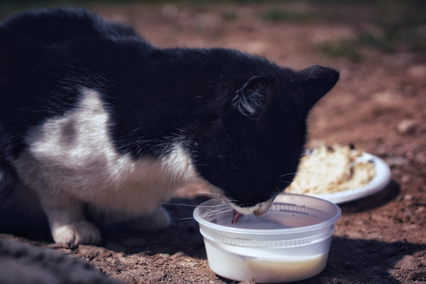black and white cat on white plastic basin