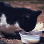 black and white cat on white plastic basin