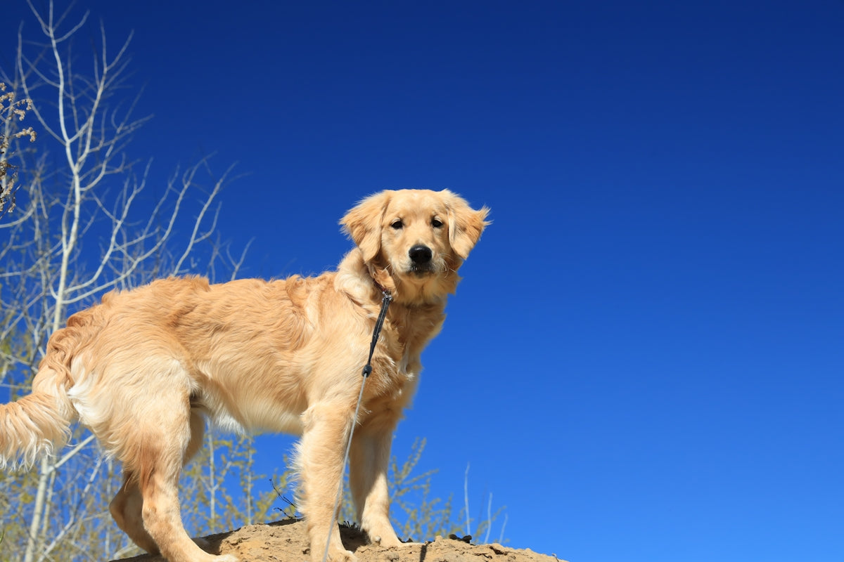 golden retriever on brown rock under blue sky during daytime