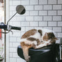 orange and white cat on motorcycle