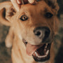 brown short coated dog showing tongue