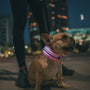 brown pug with pink leash