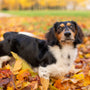 tricolor beagle on brown dried leaves during daytime
