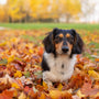 black white and brown short coated dog on brown leaves during daytime
