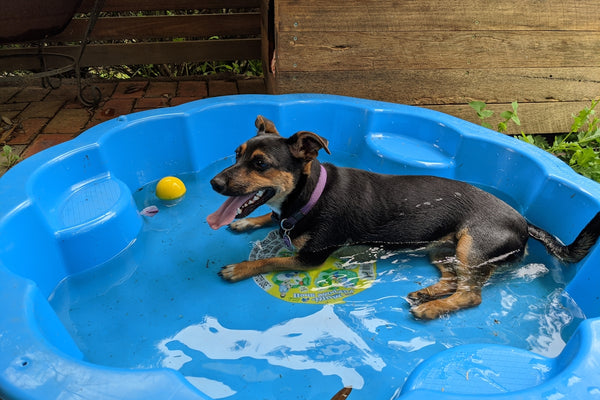 black and tan short coat small dog on blue round inflatable pool