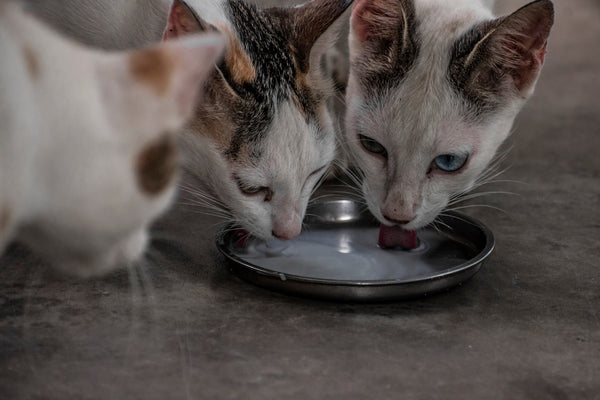 a couple of cats eating food out of a plate
