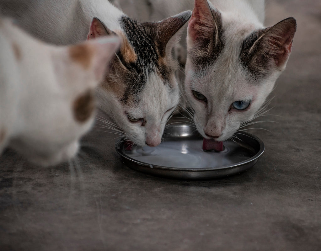 a couple of cats eating food out of a plate