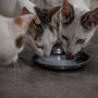 a couple of cats eating food out of a plate