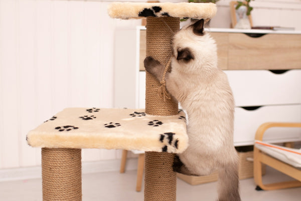 a cat climbing on a cat tree in a living room