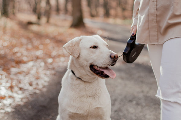 a white dog sitting on a road next to a woman