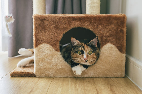 a cat sitting in a cat house on the floor