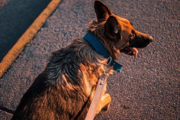 a dog sitting on a leash in the street