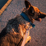 a dog sitting on a leash in the street