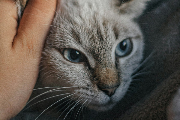 a person petting a cat with their hand