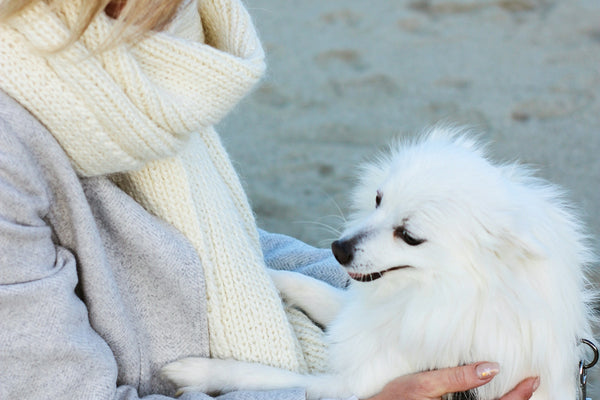 a woman holding a white dog on a beach