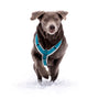 a dog running through the snow wearing a harness