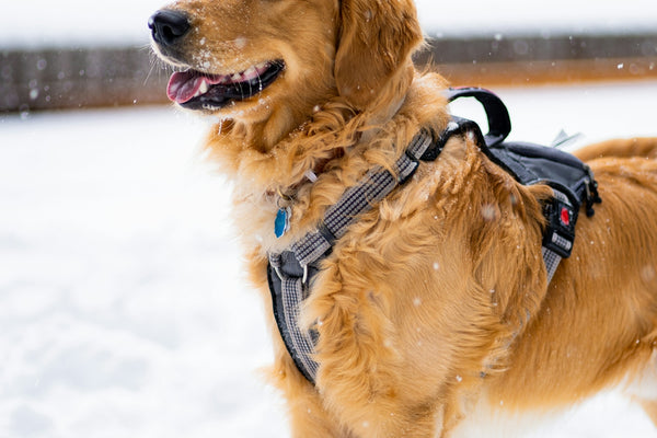 a dog standing in the snow with a harness on