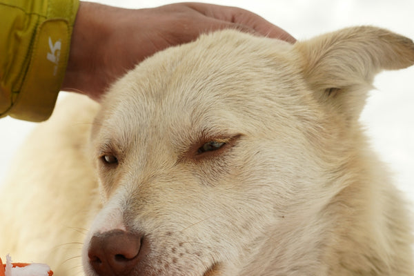 a person feeding a dog a piece of food