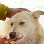 a person feeding a dog a piece of food