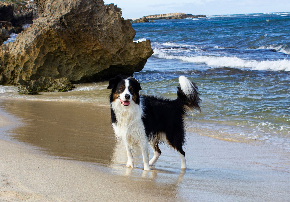 a black and white dog standing on top of a sandy beach