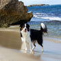 a black and white dog standing on top of a sandy beach
