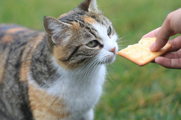 a person feeding a cat a piece of food