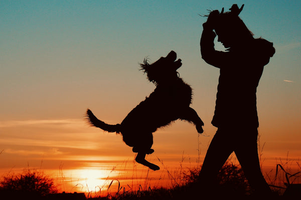 a person and a dog jumping in the air