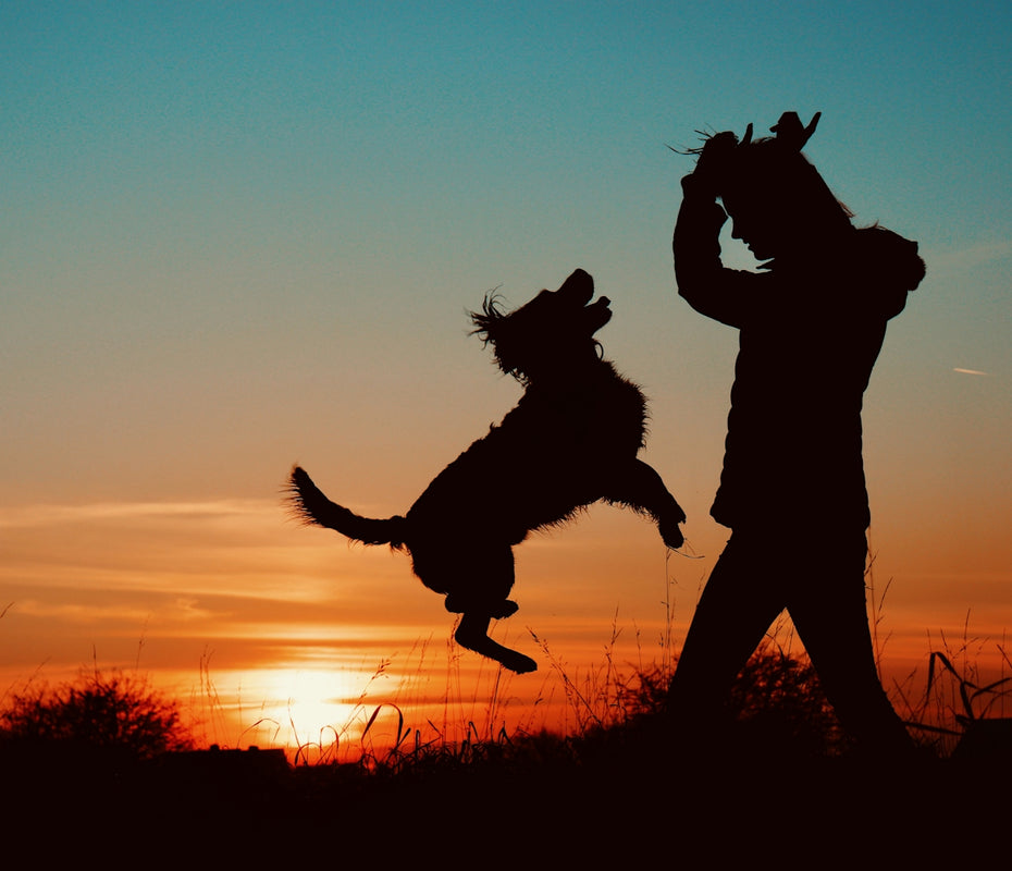 a person and a dog jumping in the air