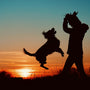 a person and a dog jumping in the air