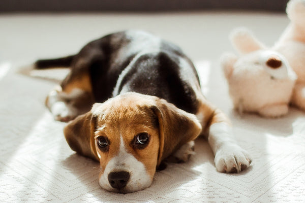 a dog laying on a bed next to a stuffed animal