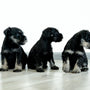 three black and white puppies sitting on a wooden floor