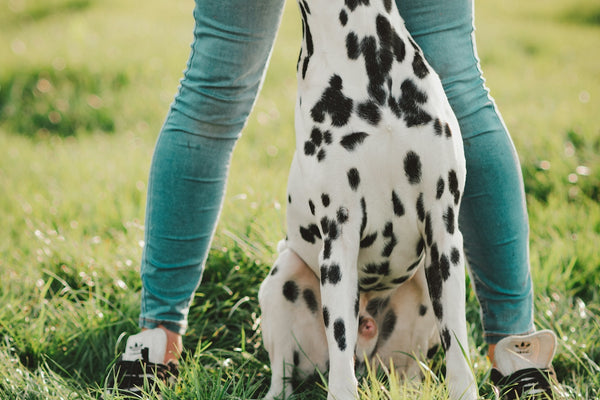 a dalmatian dog sitting on top of a lush green field