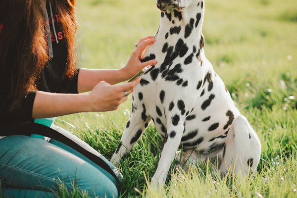 a woman petting a dalmatian dog in a field