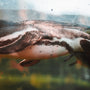 a close up of a penguin under water