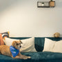 a dog sitting on a blue couch with pillows
