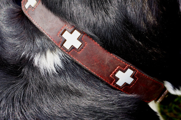 a dog wearing a red collar