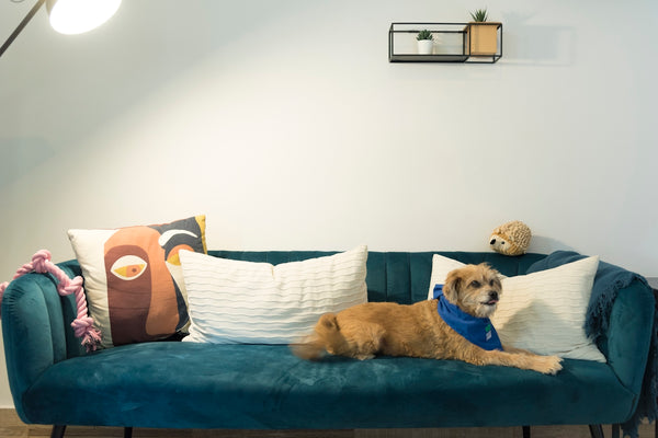 a dog sitting on a couch