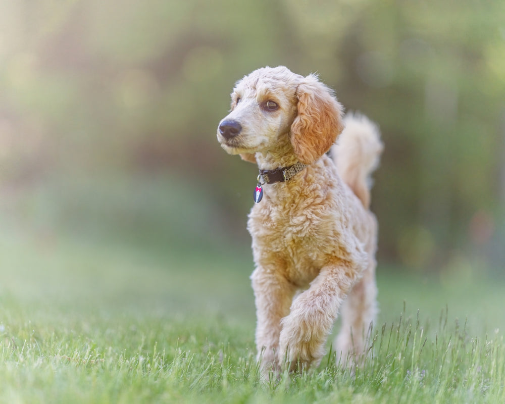 a dog standing in a grassy area