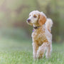 a dog standing in a grassy area