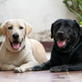 a couple of dogs laying on top of a tiled floor
