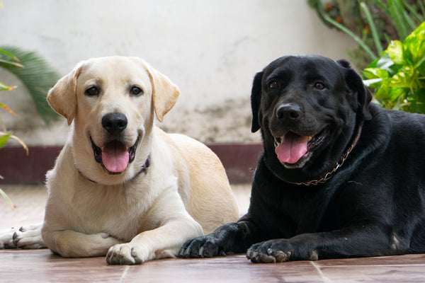 a couple of dogs laying on top of a tiled floor