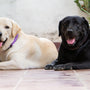 a couple of dogs laying next to each other on a tile floor