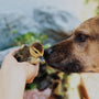 a dog biting a hand
