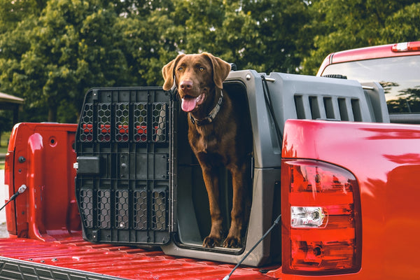 a dog sits in the back of a red truck