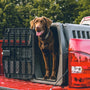 a dog sits in the back of a red truck